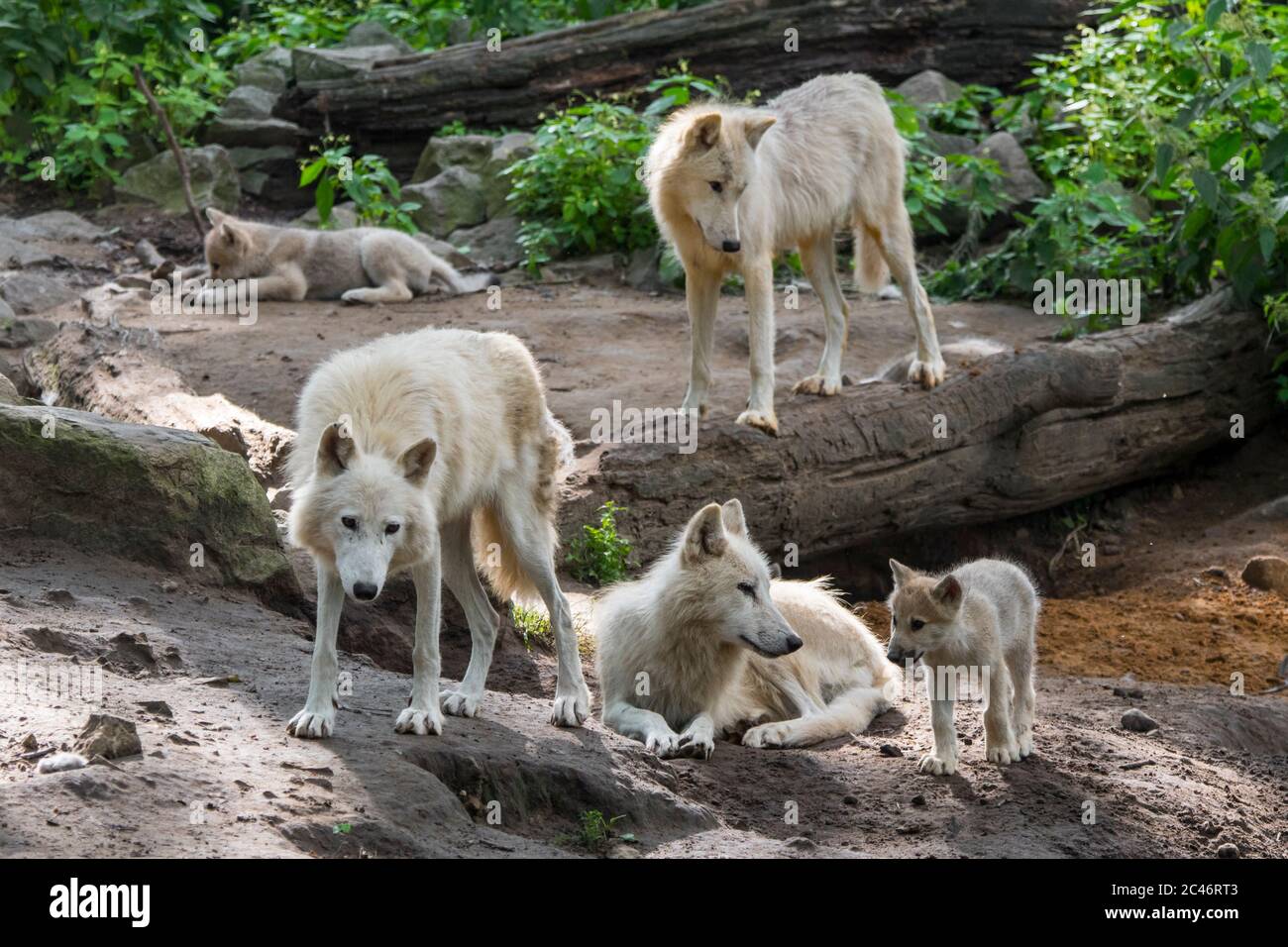 Hudson Bay Wolf pack (Canis lupus hudsonicus) lupi bianchi con due cuccioli, nativi del Canada, che riposano vicino den Foto Stock