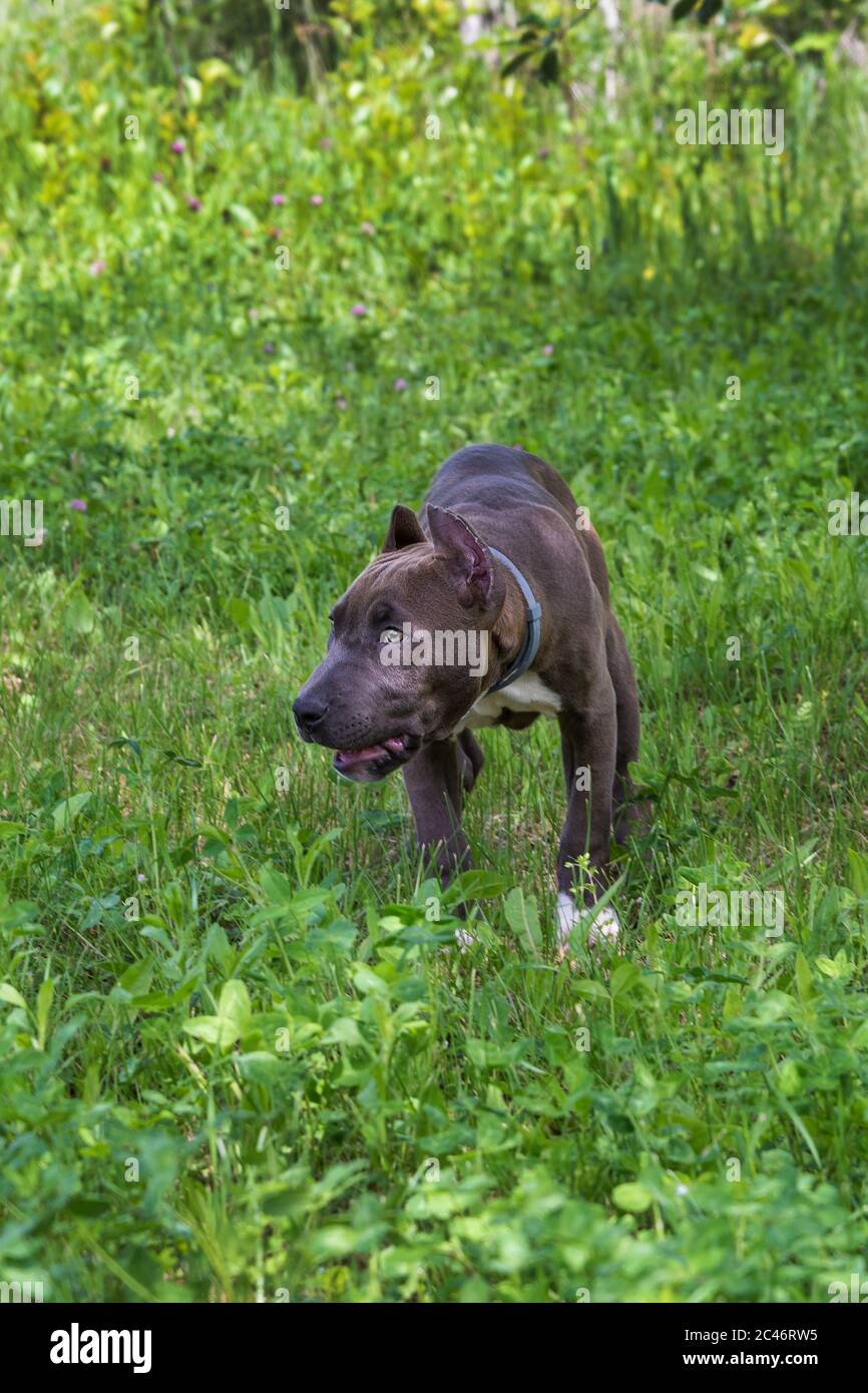 Bella cucciolo americano Staffordshire Terrier nel prato Foto Stock