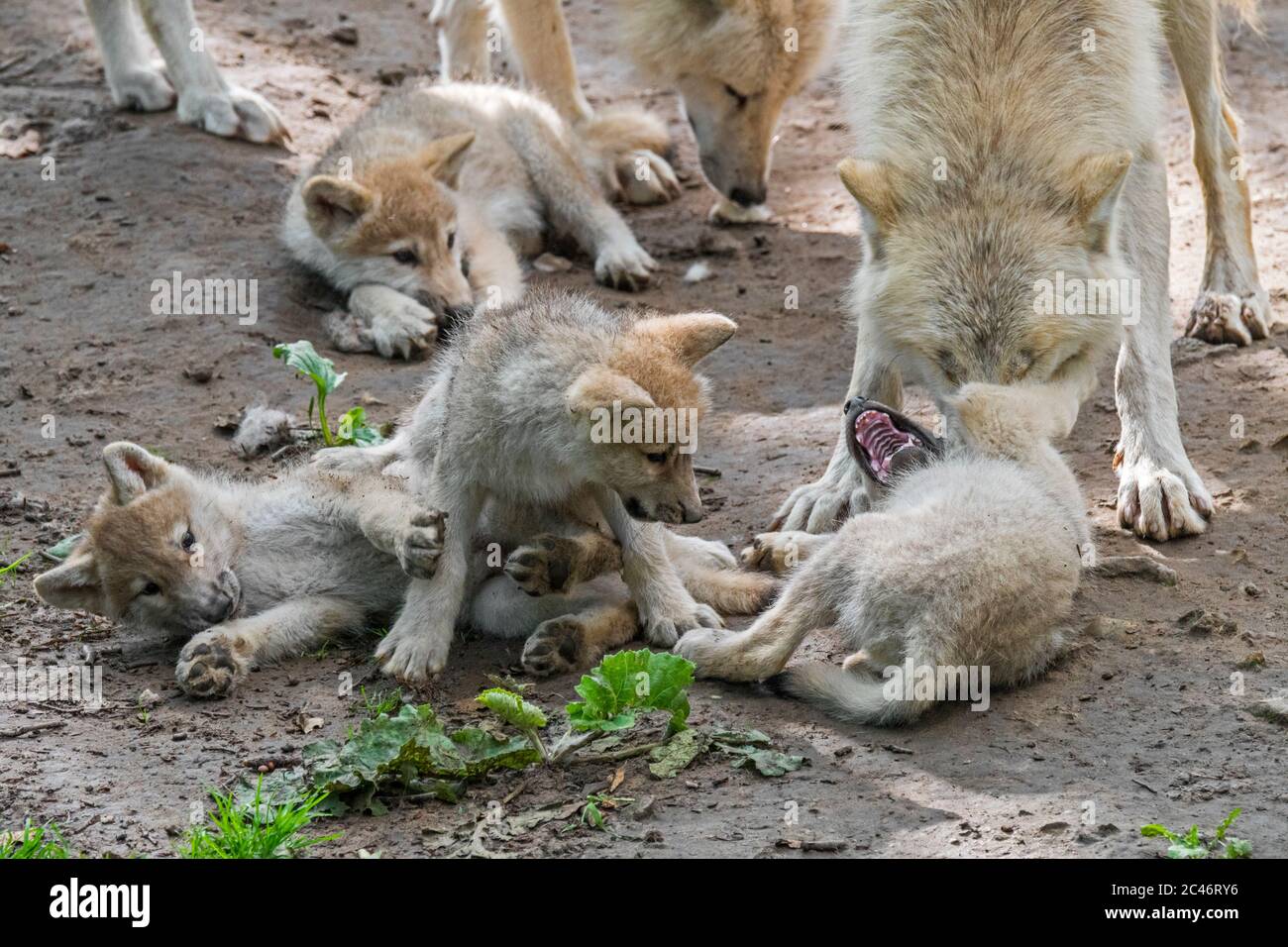 Lupi di Hudson Bay (Canis lupus hudsonicus) quattro lupi bianchi che giocano vicino a den con adulti, nativi del Canada Foto Stock