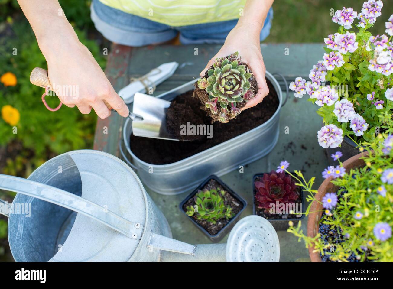 Overhead Close Up of Woman Giardinaggio a casa piantando piante succulente in Metal Planter all'aperto Foto Stock