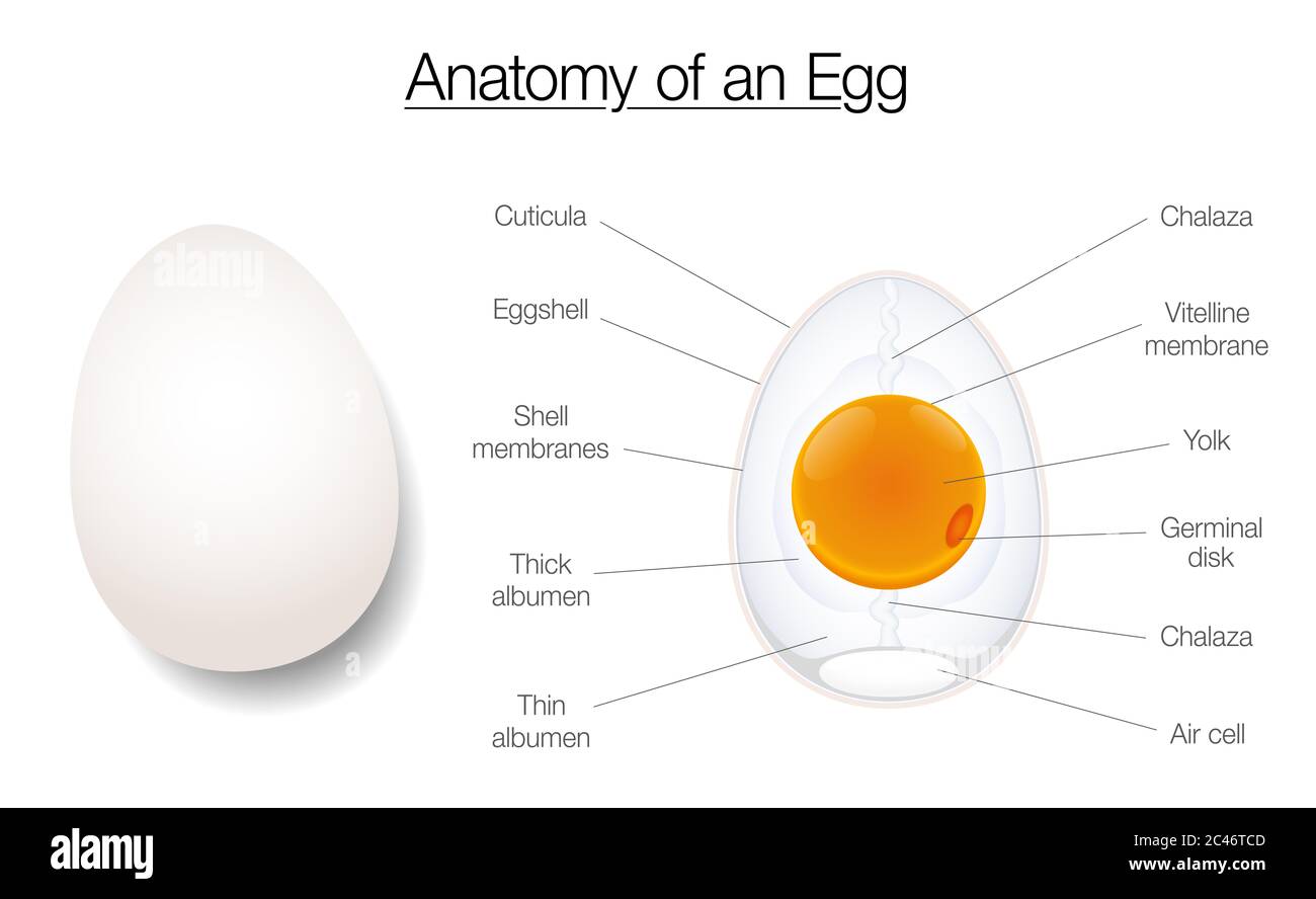 Struttura delle uova. Anatomia di un uovo di uccelli, con etichetta grafico con i nomi dei componenti - illustrazione del diagramma su sfondo bianco. Foto Stock