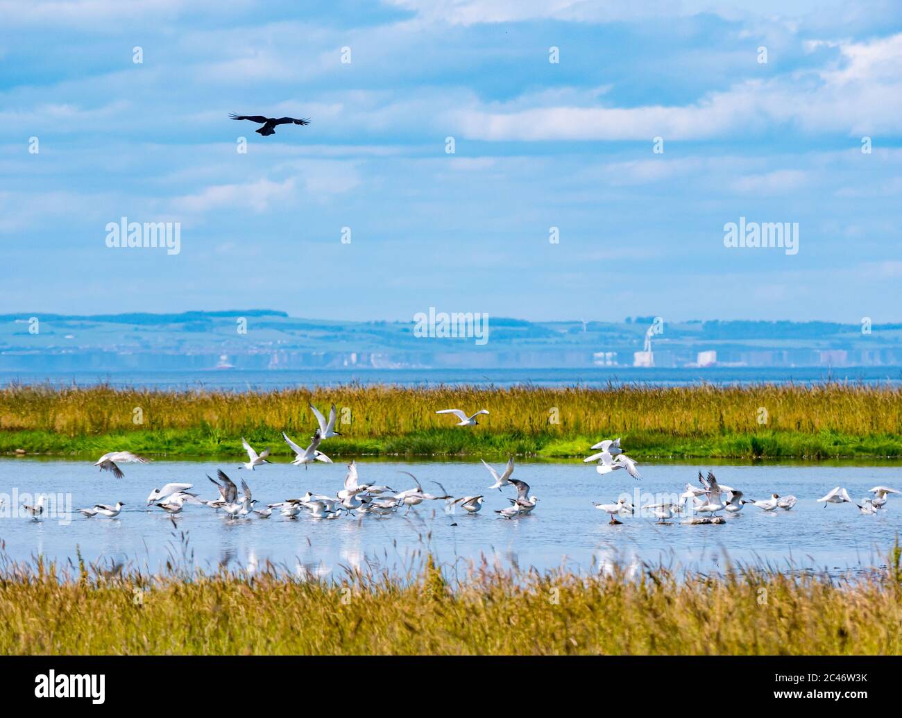 Gabbiani e uccelli marini a testa nera che decollano in flight con il corvo sopra, lagune di Musselburgh in estate, Lotian orientale, Scozia, Regno Unito Foto Stock