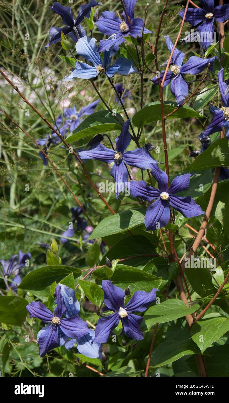 Clematis × durandii Foto Stock