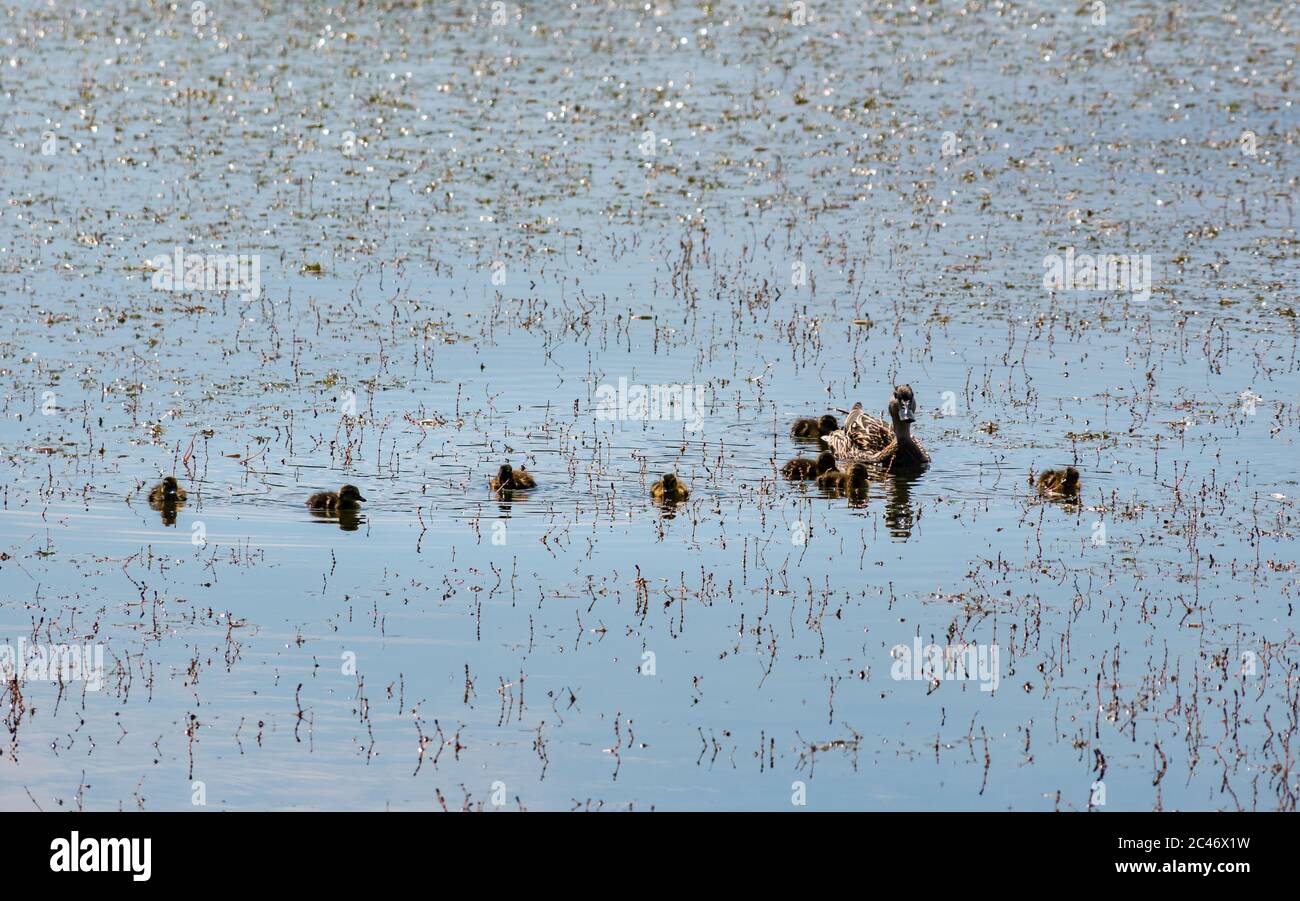Anatra mallard femminile con anatroccoli in un vivaio in lago al sole, Musselburgh Lagoon, Scozia, UK Foto Stock