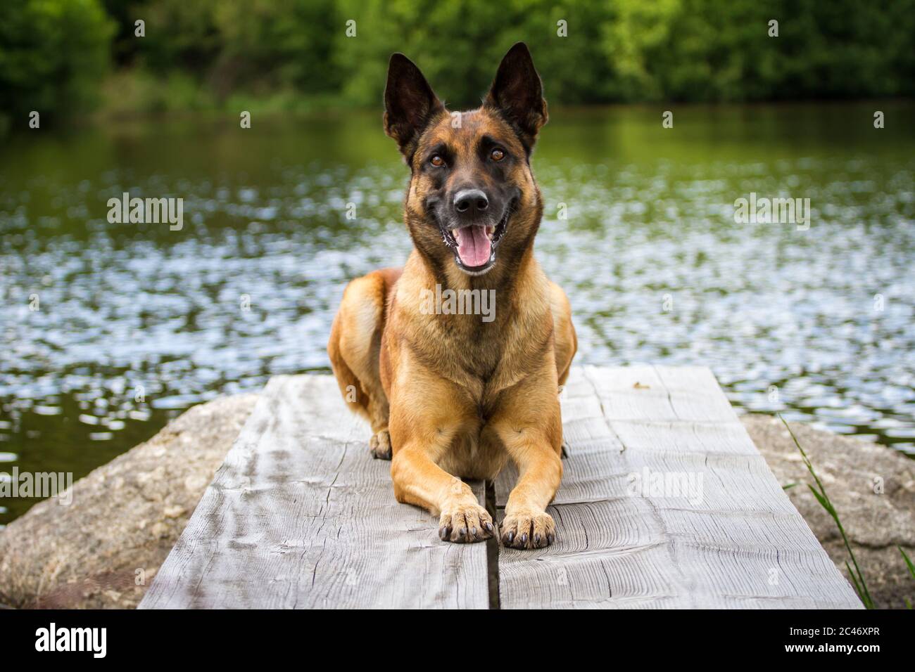 Ritratto di un Malinois (cane pastore belga) adagiato su un molo Foto Stock