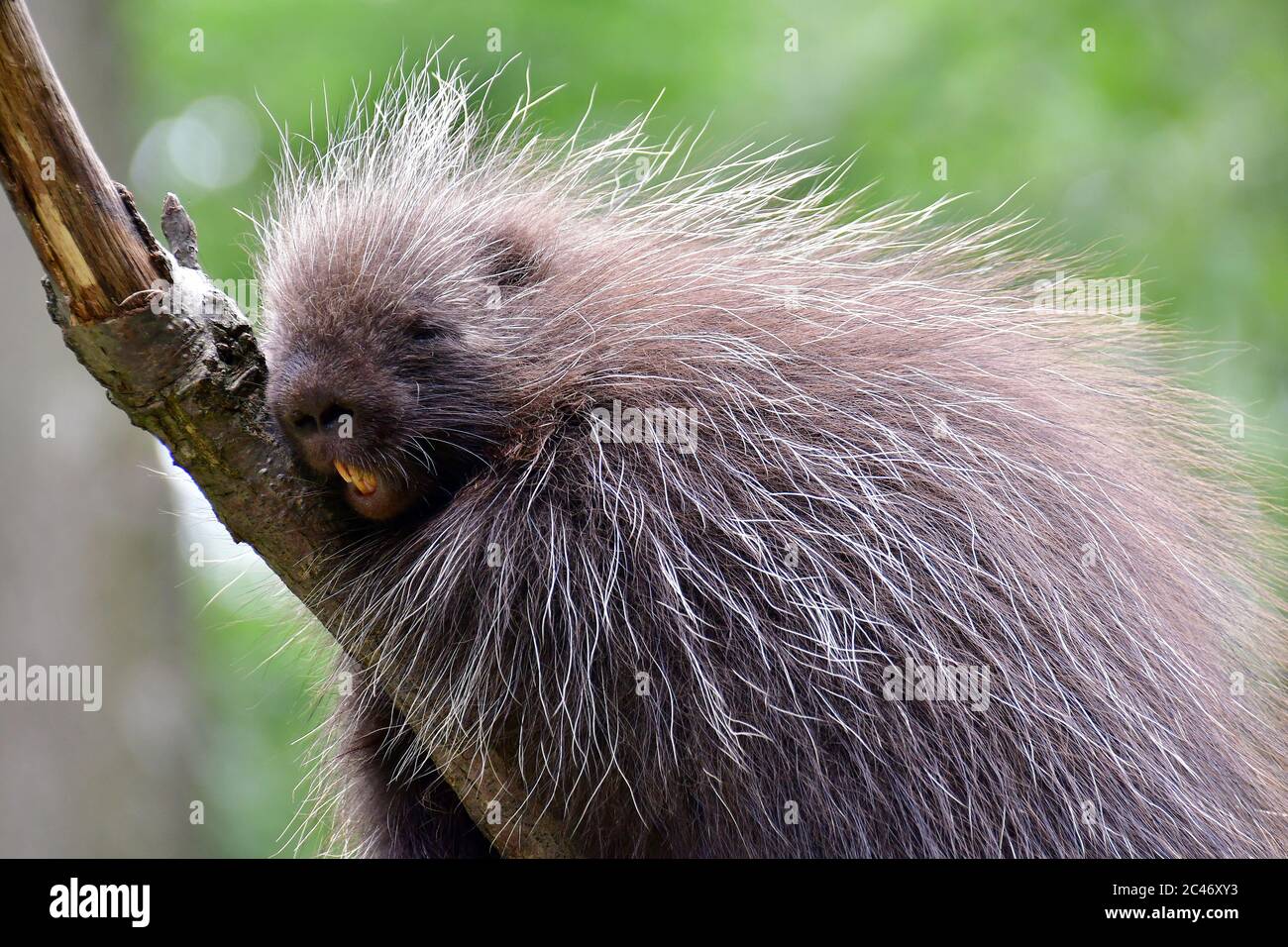 Porcupina nordamericana, porcupina canadese o porcupina comune, Urson, Baumstachelschwein, Erethizon dorsatum, észak-amerikai kúszósül Foto Stock