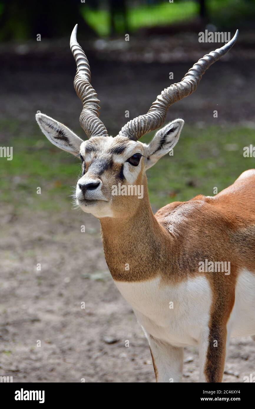 Blackbuck, indiane antilopi, Hirschziegenantilope, Antilope cervicapra, indiai antilop Foto Stock