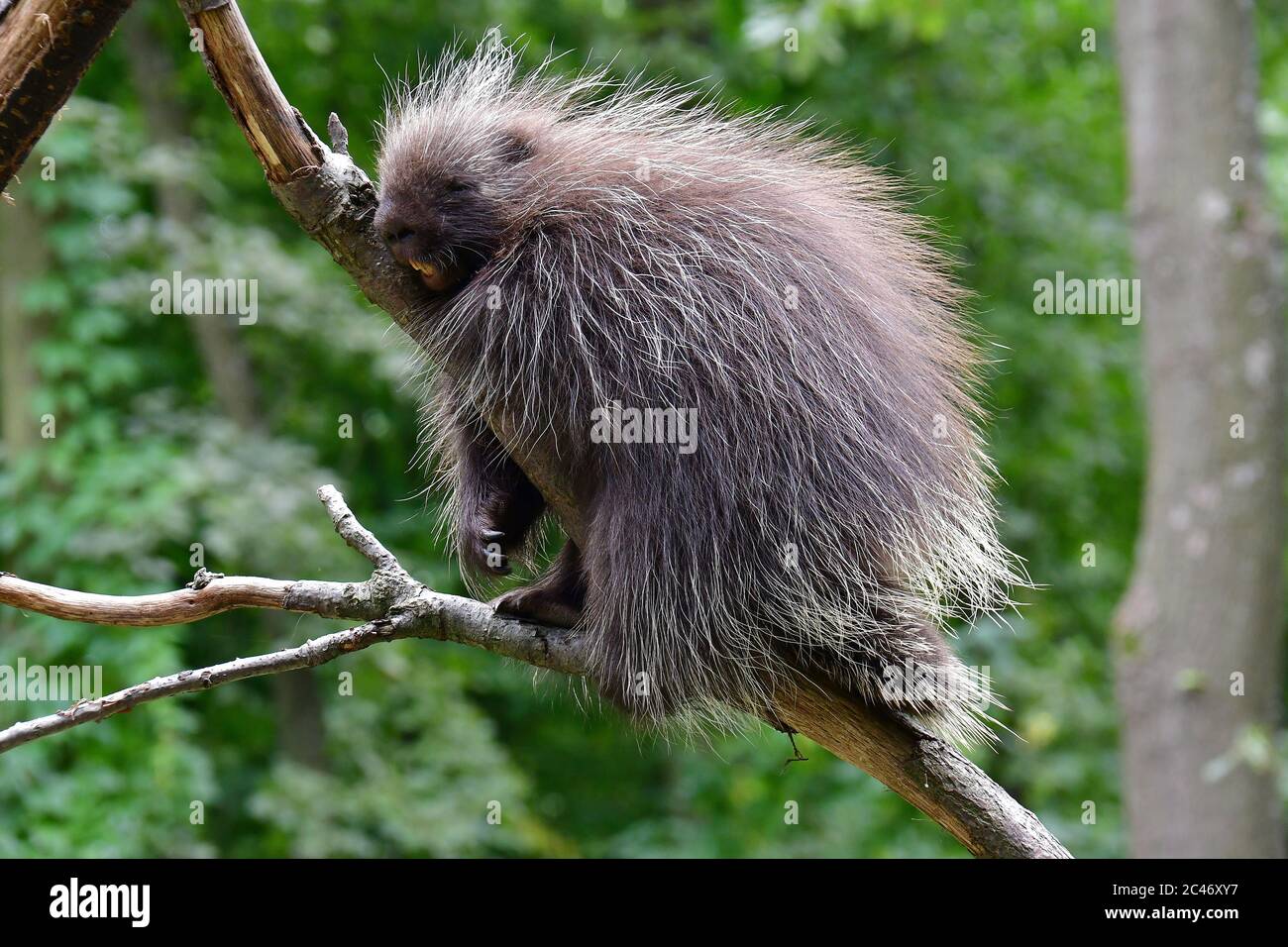 Porcupina nordamericana, porcupina canadese o porcupina comune, Urson, Baumstachelschwein, Erethizon dorsatum, észak-amerikai kúszósül Foto Stock