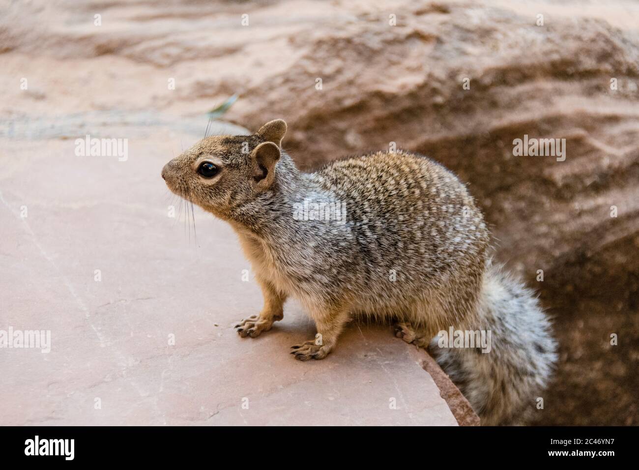 Rock Squirrel, Otospermophilus variegatus, nel Parco Nazionale di Zion, Utah, Stati Uniti Foto Stock