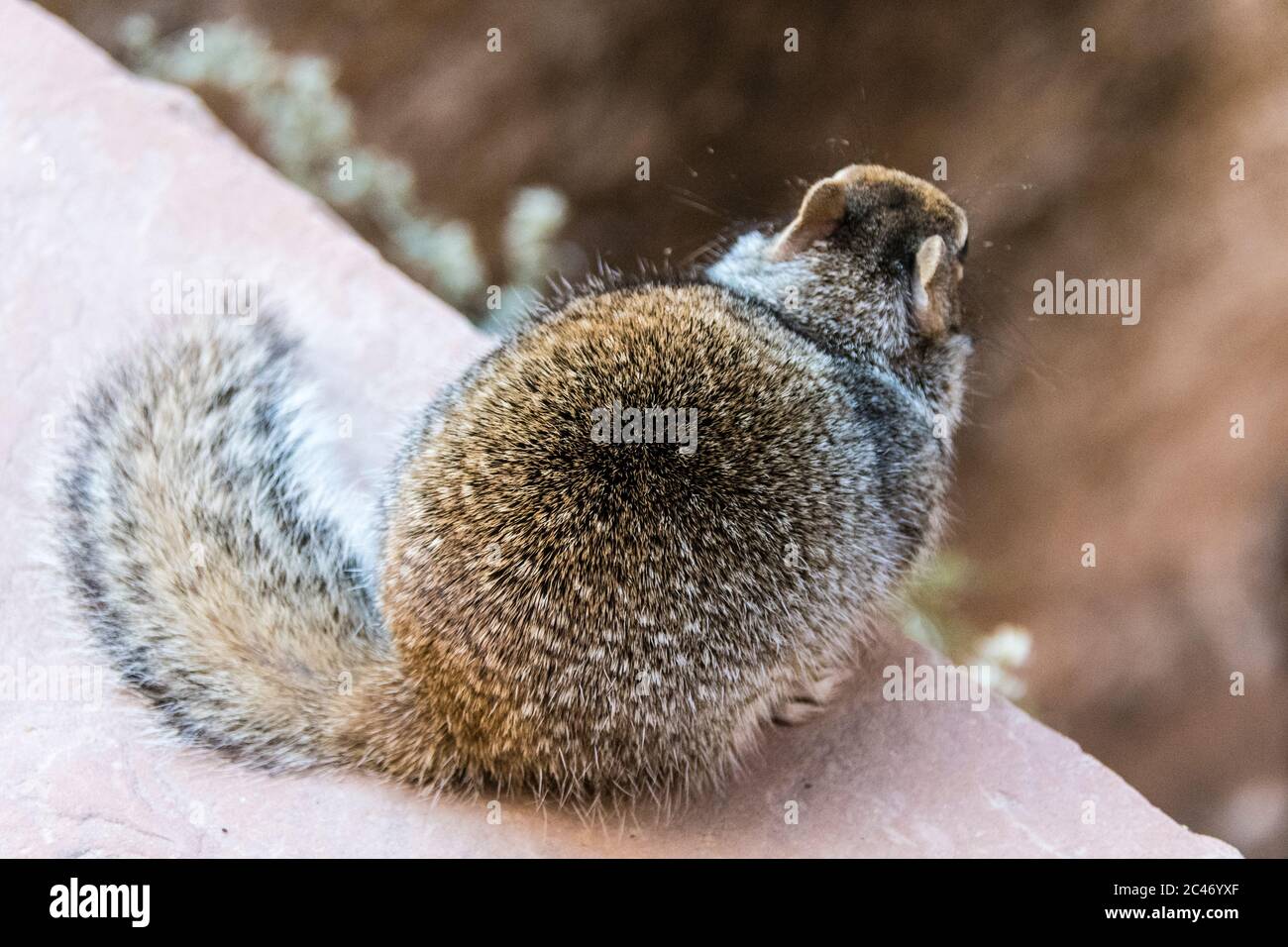 Rock Squirrel, Otospermophilus variegatus, nel Parco Nazionale di Zion, Utah, Stati Uniti Foto Stock