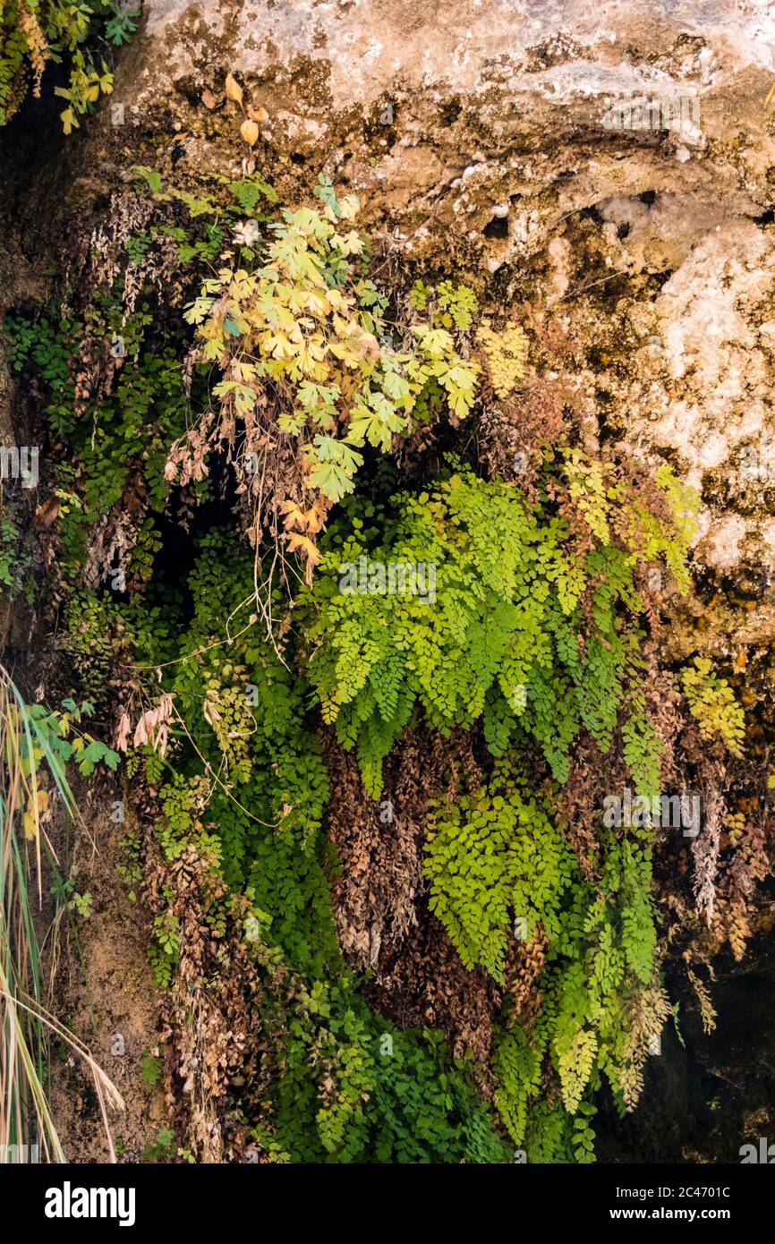 Giardini pensili sulle pareti colorate della scogliera di arenaria lungo la passeggiata lungo il fiume nel Parco Nazionale di Zion, Utah, Stati Uniti Foto Stock