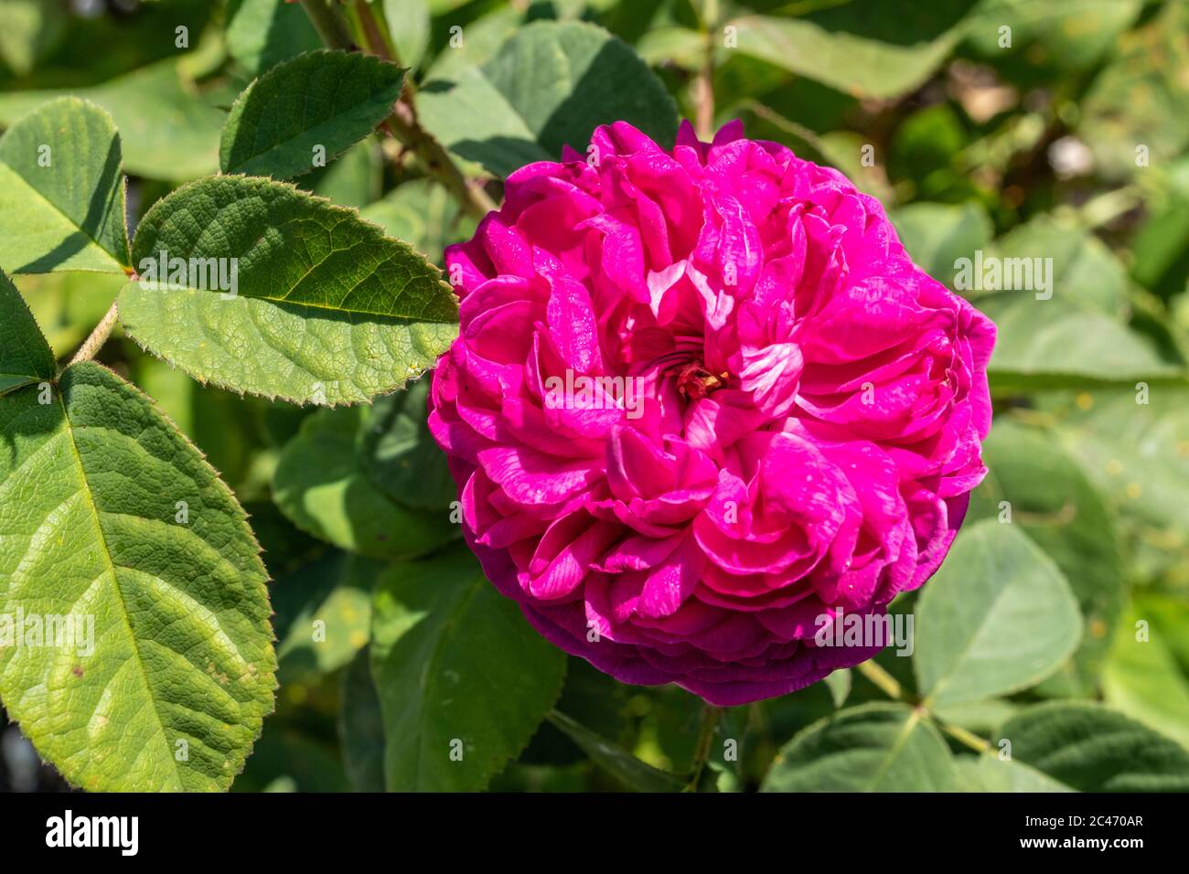 Rosa 'de Rescht', una rosa di Damasco di Portland fiorente in un giardino inglese durante giugno, Regno Unito Foto Stock
