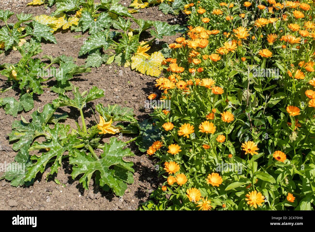 Compagno di piantare in un orto organico per prevenire i parassiti, marigolds piantati accanto a zucchine piante, Regno Unito, estate Foto Stock