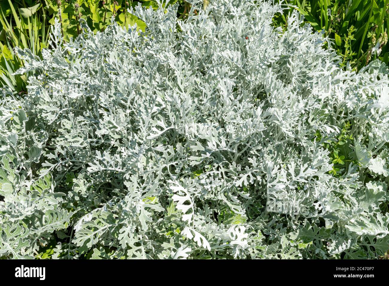 Cineraria pianta con foglie d'argento in un giardino inglese durante giugno, Regno Unito Foto Stock