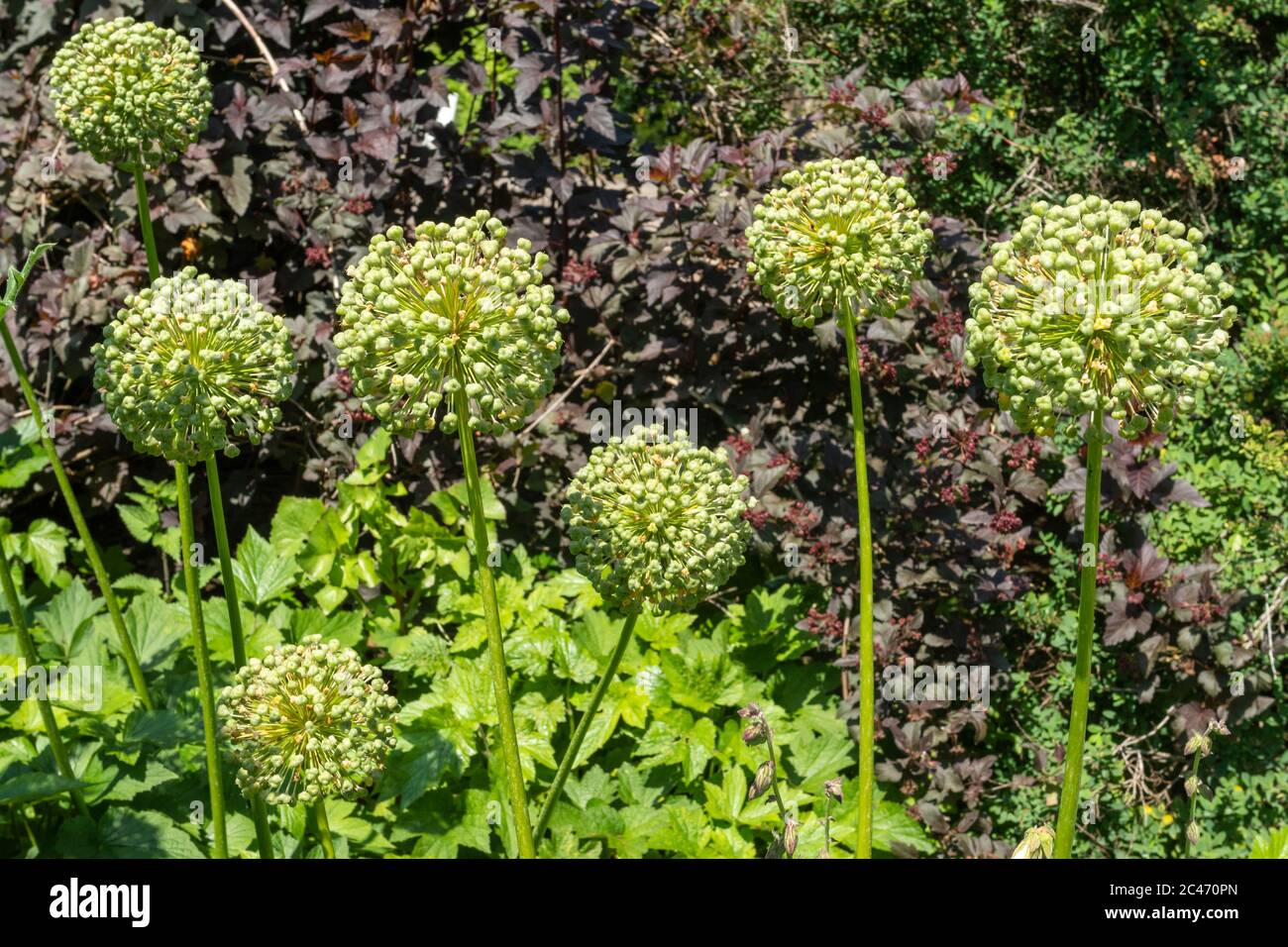 Teste di fiori di Allium, fiori morti, nel mese di giugno, Regno Unito Foto Stock