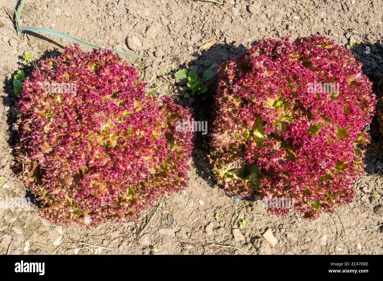 Lattughe a foglia rossa che crescono in un orto inglese, Regno Unito Foto Stock