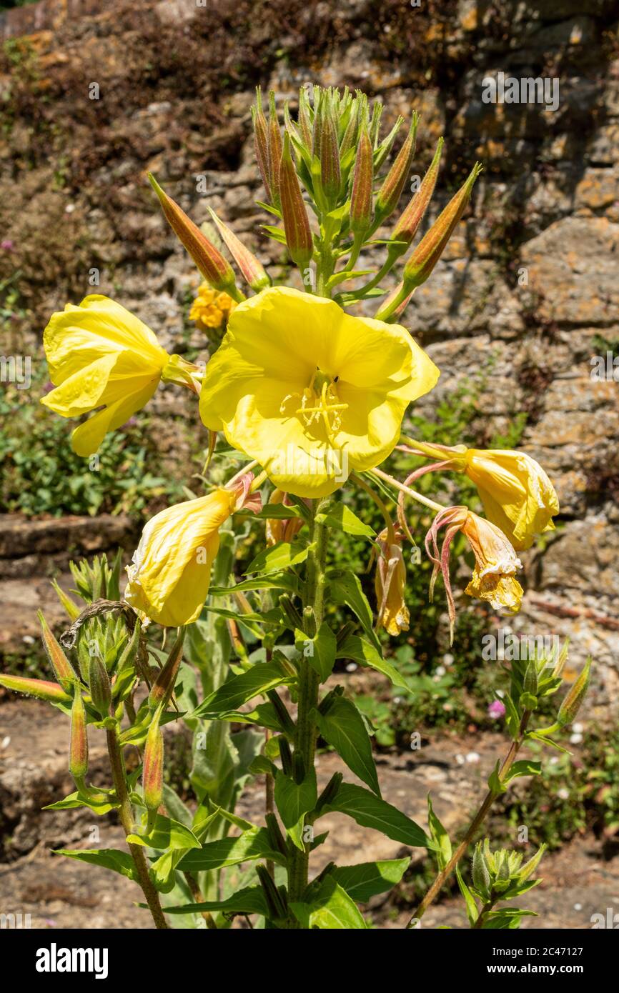Pianta di Primrose sera con fiori gialli (Oenotera biennis), UK Foto Stock