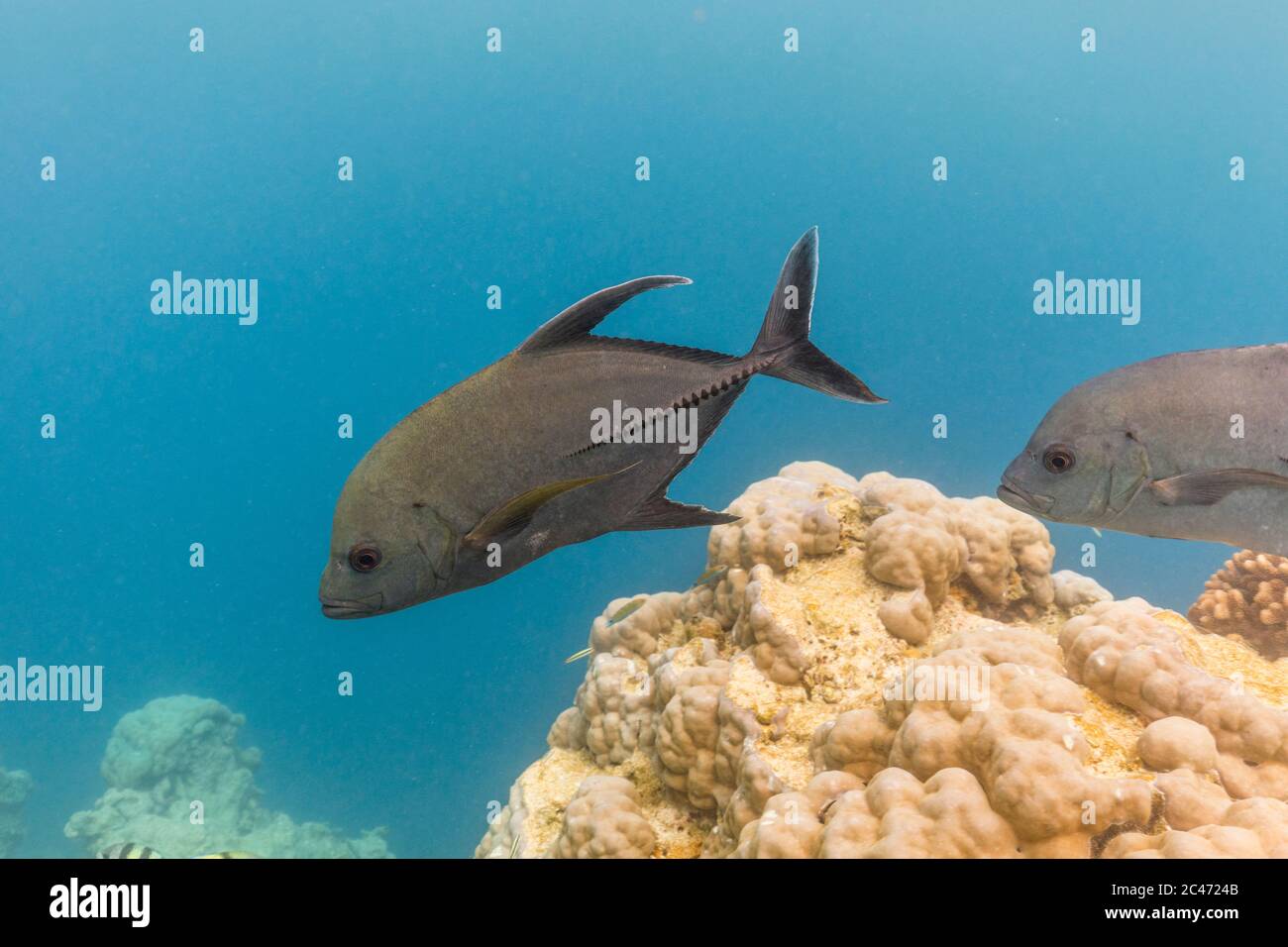 Black Jack; Caranx lugubris; Maldive Foto Stock