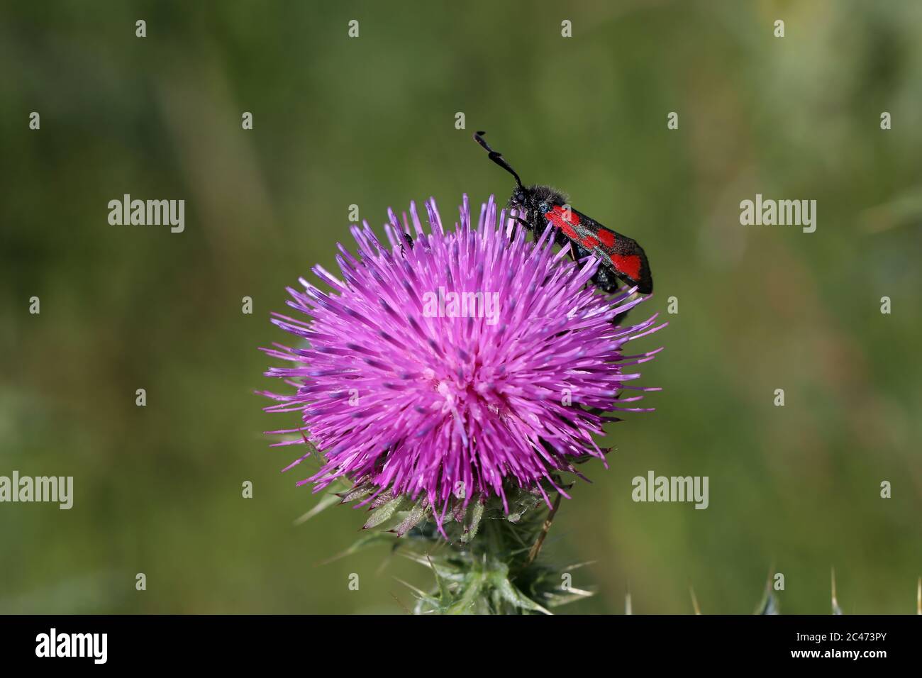 Five-Spot Burnett - Zygaena trifolii decreta su Flower Foto Stock