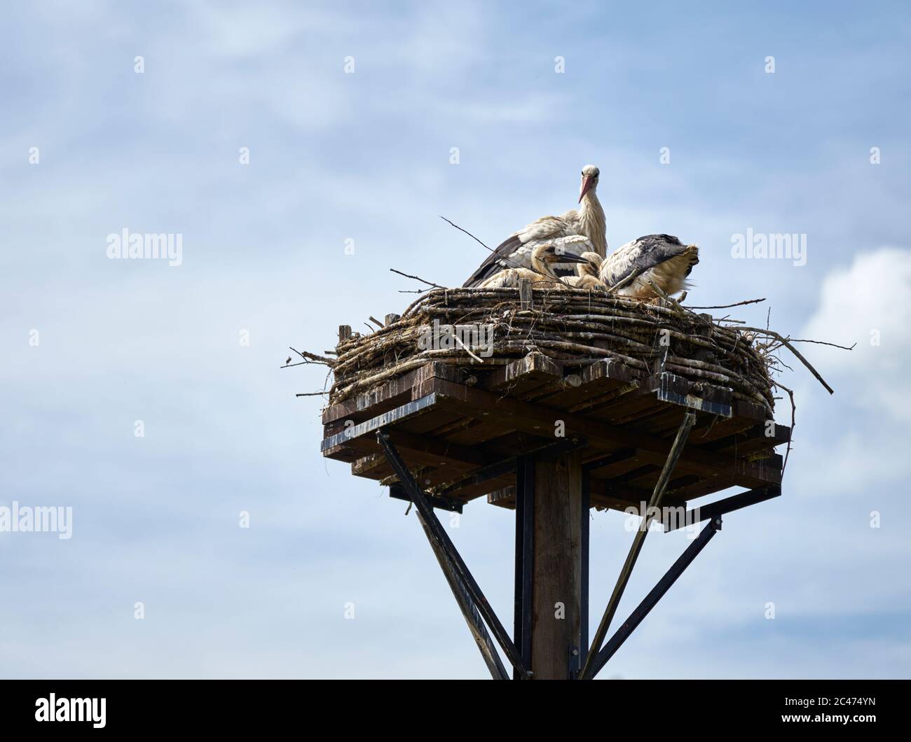 Nido di cicogna su una piattaforma fatta di tavole di legno Foto Stock