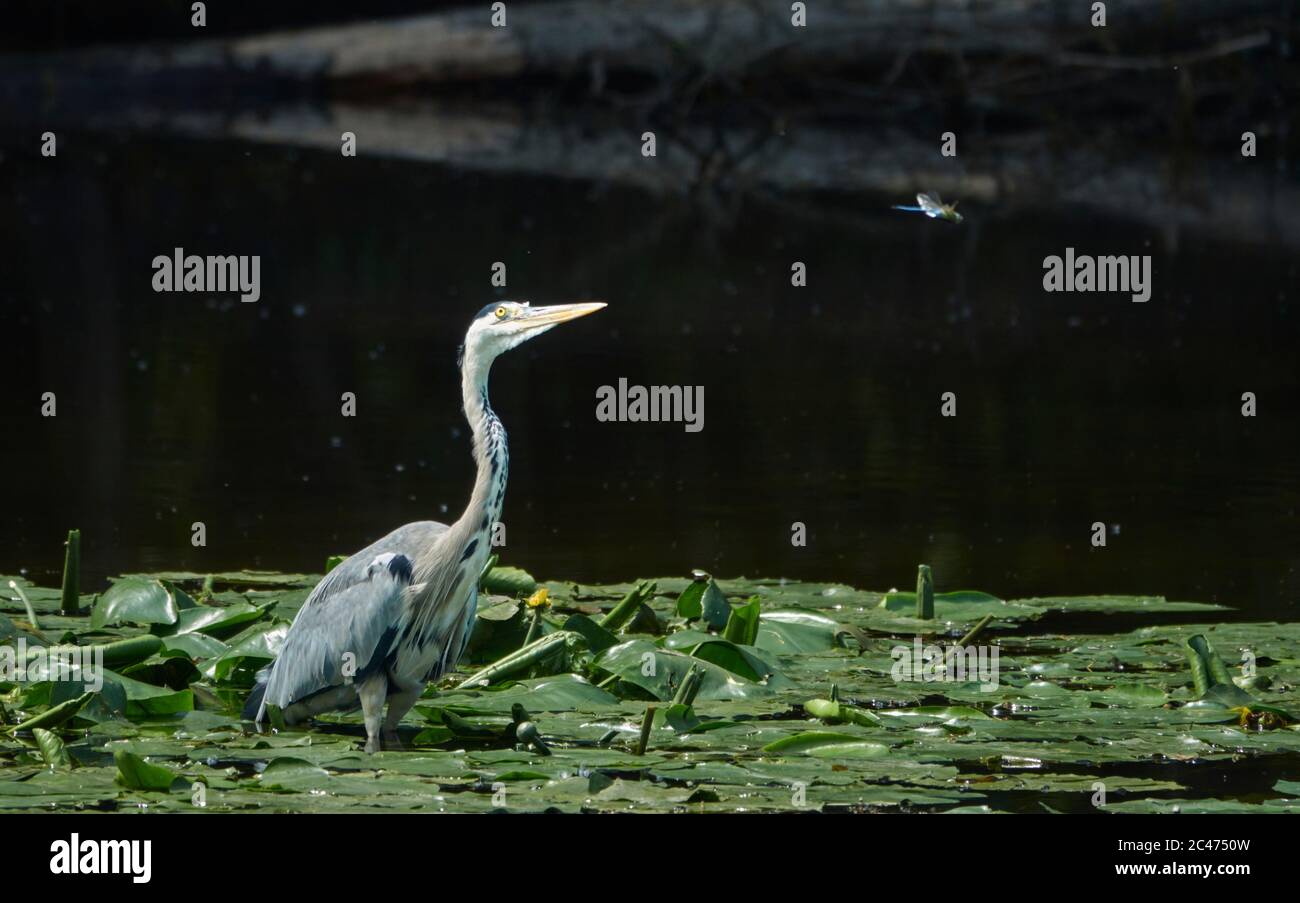 L'airone grigio (Ardea cinerea) si trova tra le foglie di giglio d'acqua e si prende cura di una libellula. Foto Stock