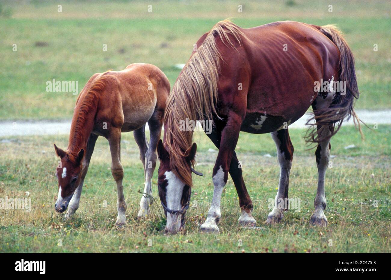 Cavalli domestici: mare e foal. Foto Stock