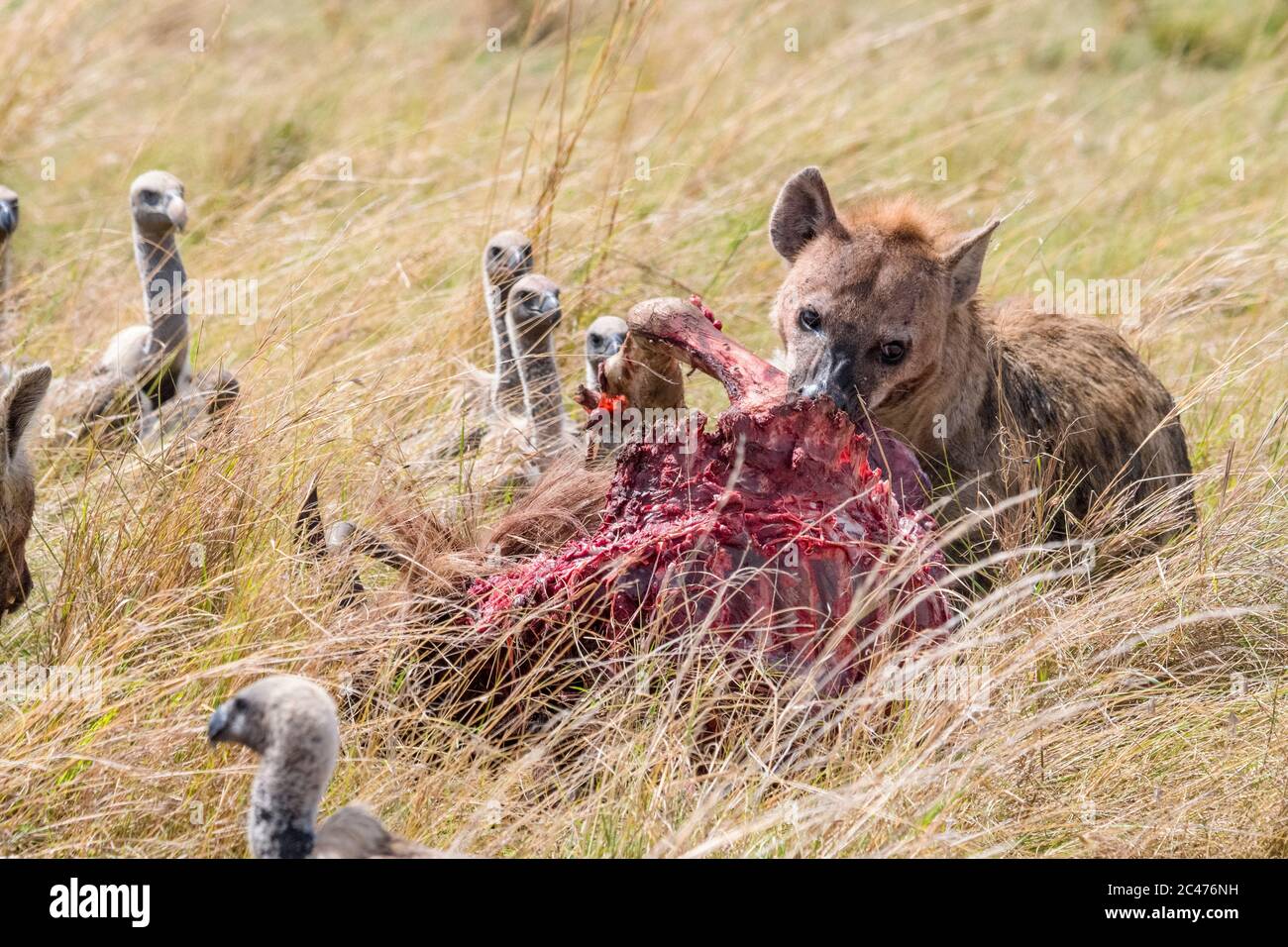 Iena macchiata, o iena ridente, Crocuta croccuta, nutrendo su wildebeest blu, Connochaetes taurinus, e avvoltoio bianco-backed, Gyps africanus, lookin Foto Stock