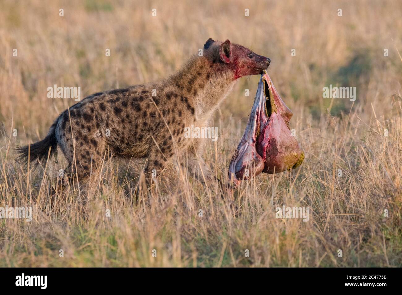 Iena macchiata, o ridendo iena, Crocuta croccuta, nutrendo su wildebeest blu, Connochaetes taurinus, Maasai Mara National Reserve, Mara River, Maasai Foto Stock