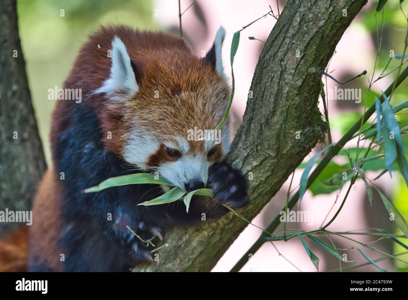 Panda, Roter Panda, Kleiner Panda, Ailurus, Katzenbaeren, Katzenbären, Ailurus fulgens, Red panda, asia, , orso, mammifero, Foto Stock