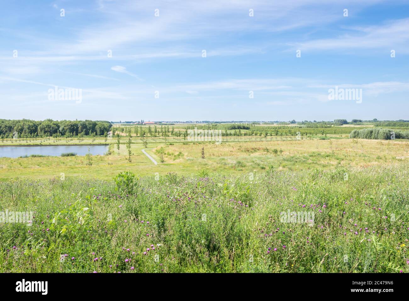Vista da una piccola collina su una parte dell'area ricreativa 'Bentwoud'. L'ex area arabile è boscosa qui. Foto Stock