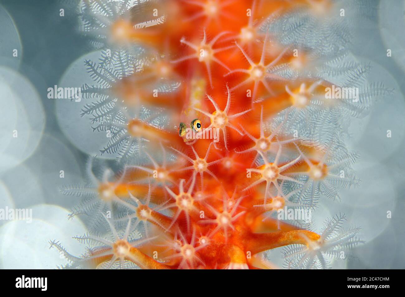 Piccolo gby (dimensione 2-3mm) sul corallo. Macro fotografia subacquea da Aniilao, Filippine Foto Stock