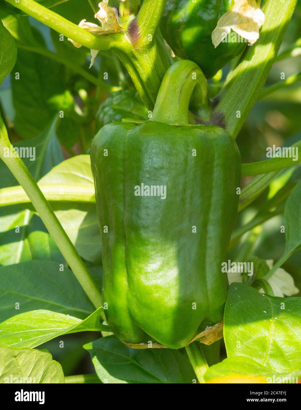 Primo piano di pepe verde immaturo (Capsicum annuum), Variety Beauty Belle F1, Inghilterra, Regno Unito Foto Stock