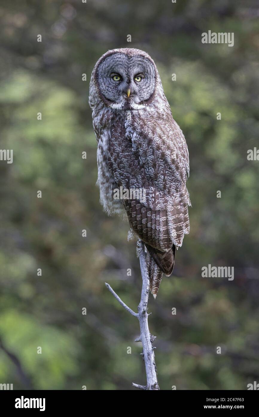 Great Grey Owl appollaiato nella british columbia interna Canada Foto Stock