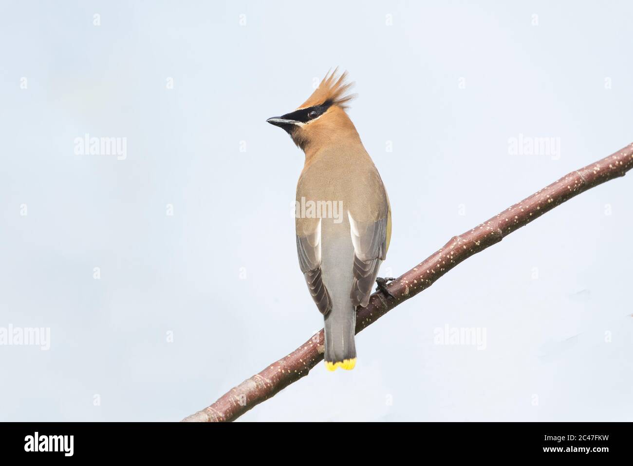 Cedar Waxwing Bird a Richmond BC Canada Foto Stock