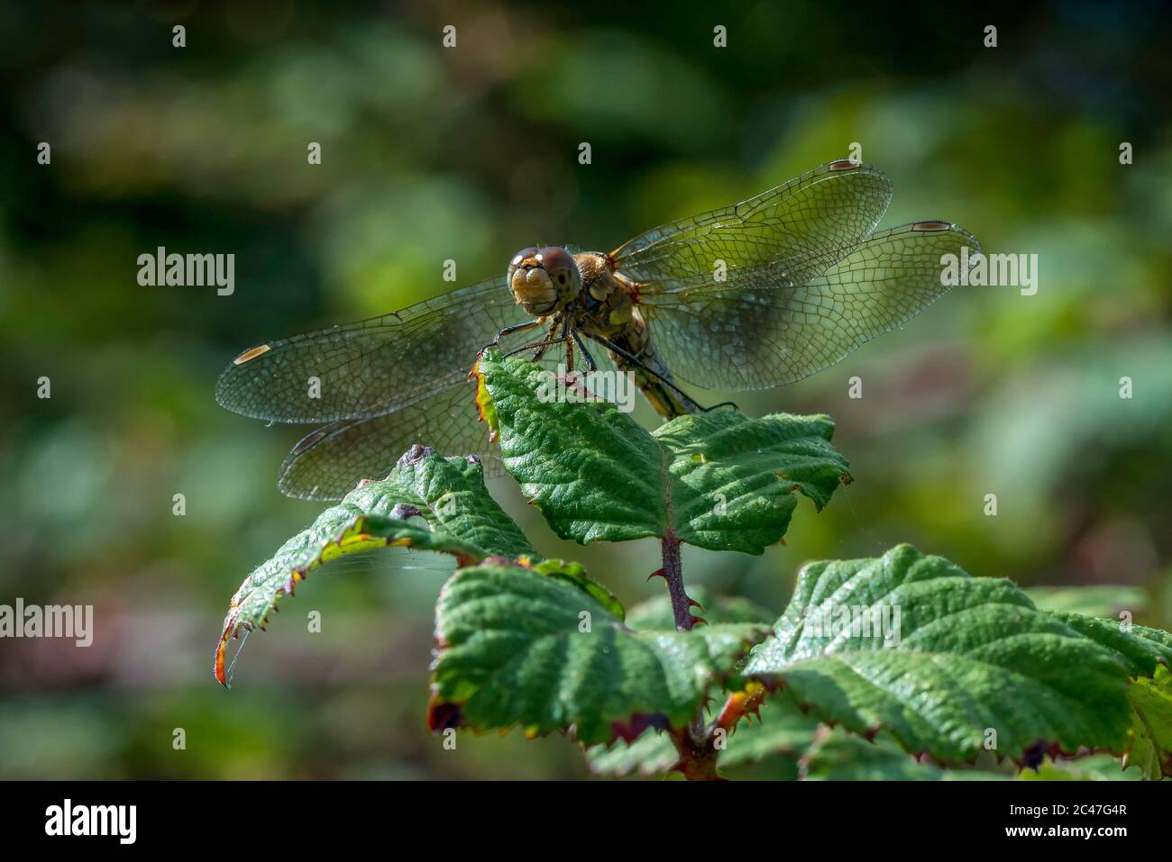 La libellula arancione Darter comune è una delle specie più abbondanti del Regno Unito e dell'Europa Foto Stock