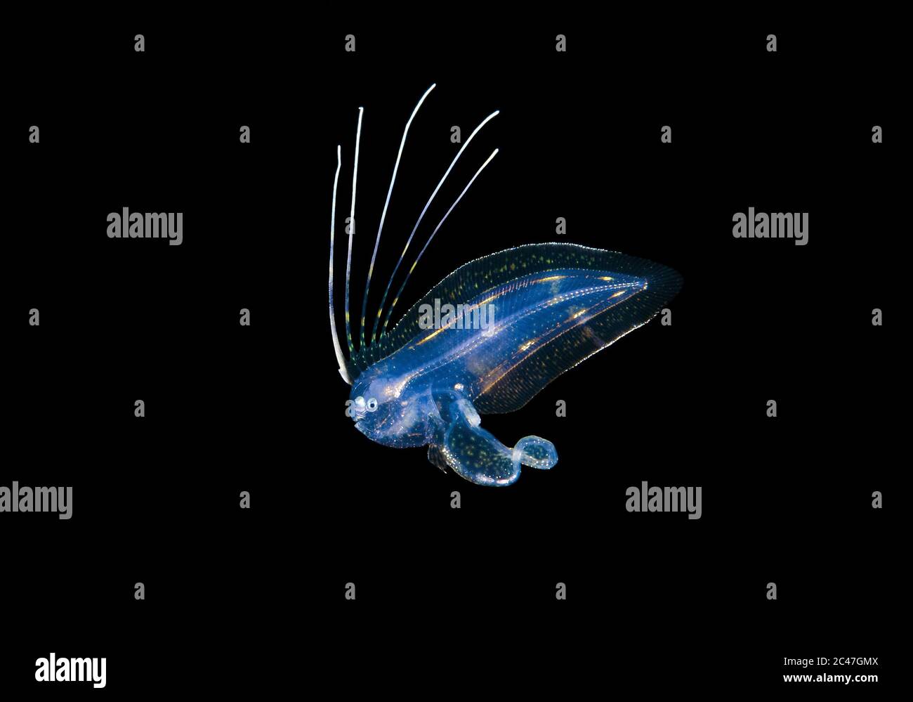 Larval Tonguefish non identificato, fotografato durante un'immersione in Blackwater drift in oceano aperto a 60 piedi con il fondo 650 piedi sotto, Palm Beach, Flori Foto Stock