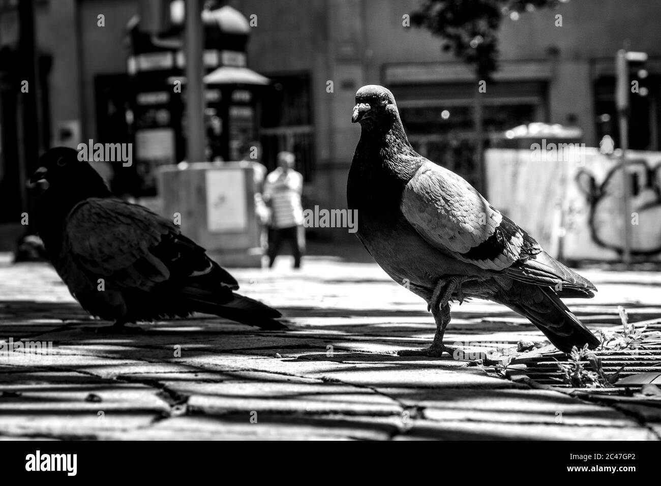 Colpo in scala di grigi delle colombe di stock sulla strada durante il giorno Foto Stock