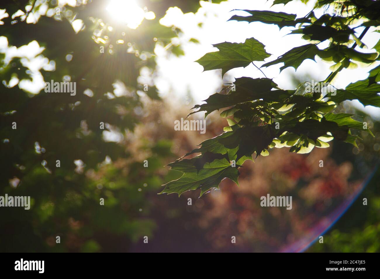 Concetto di tranquillità. Scena calma in foresta con il sole in background. Raggi solari tra le foglie. Foto Stock