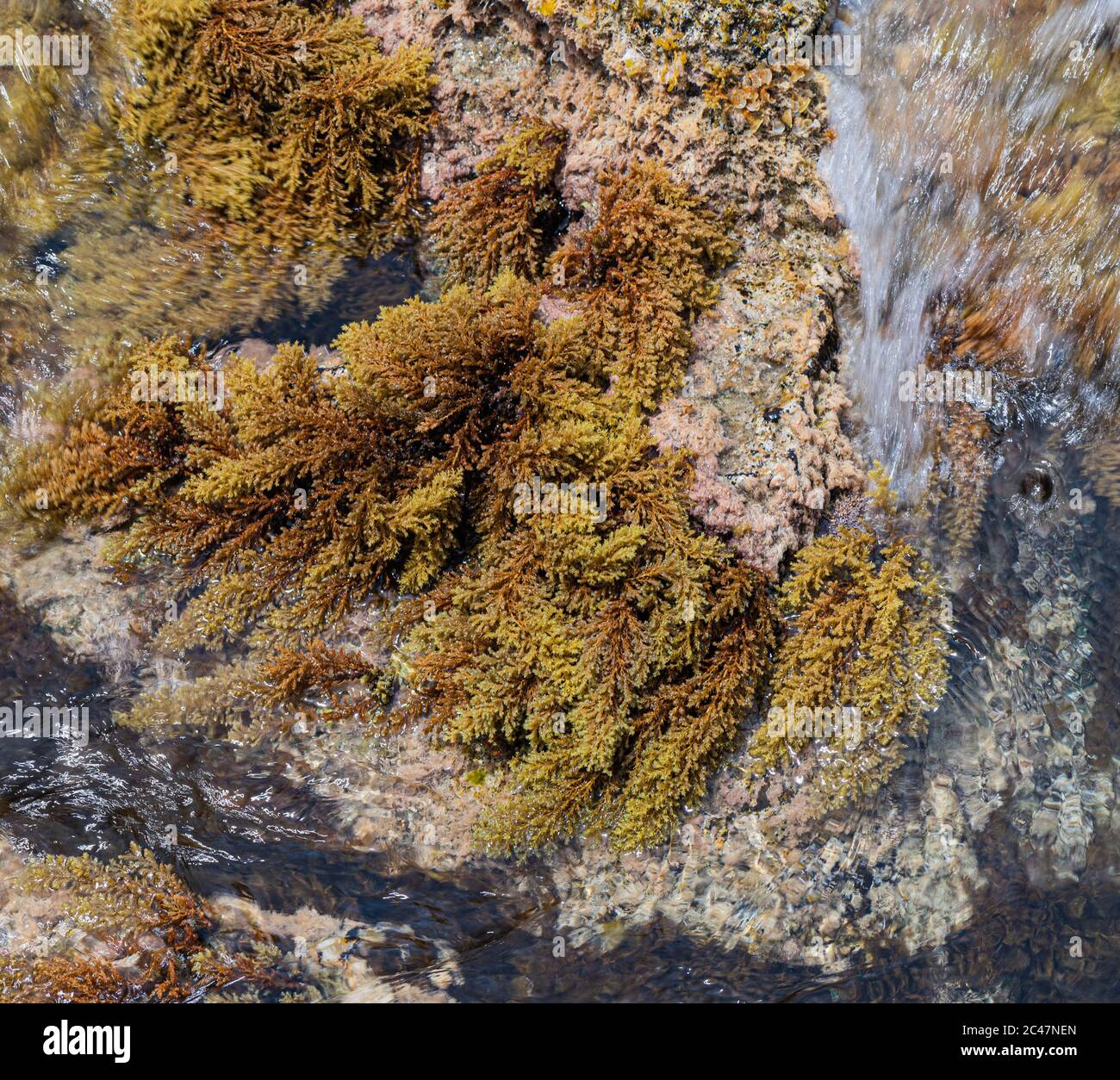 Alghe marine su una roccia semi sommersa Foto Stock