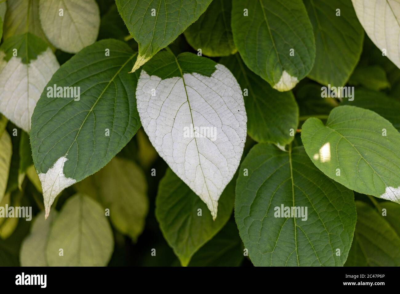 Foglie variegate di Actonidia kolomikta o kiwi hardy a foglie variegate Foto Stock
