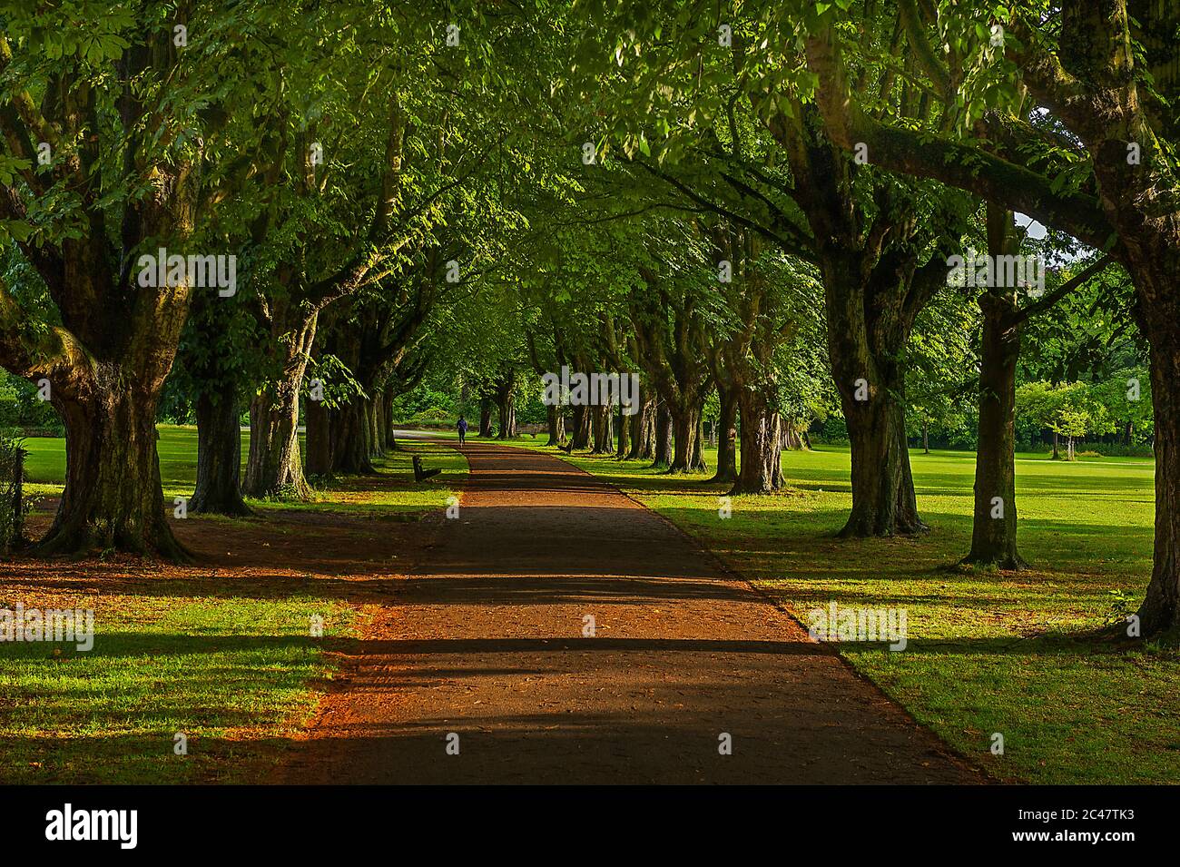 Treed Park Avenue Foto Stock