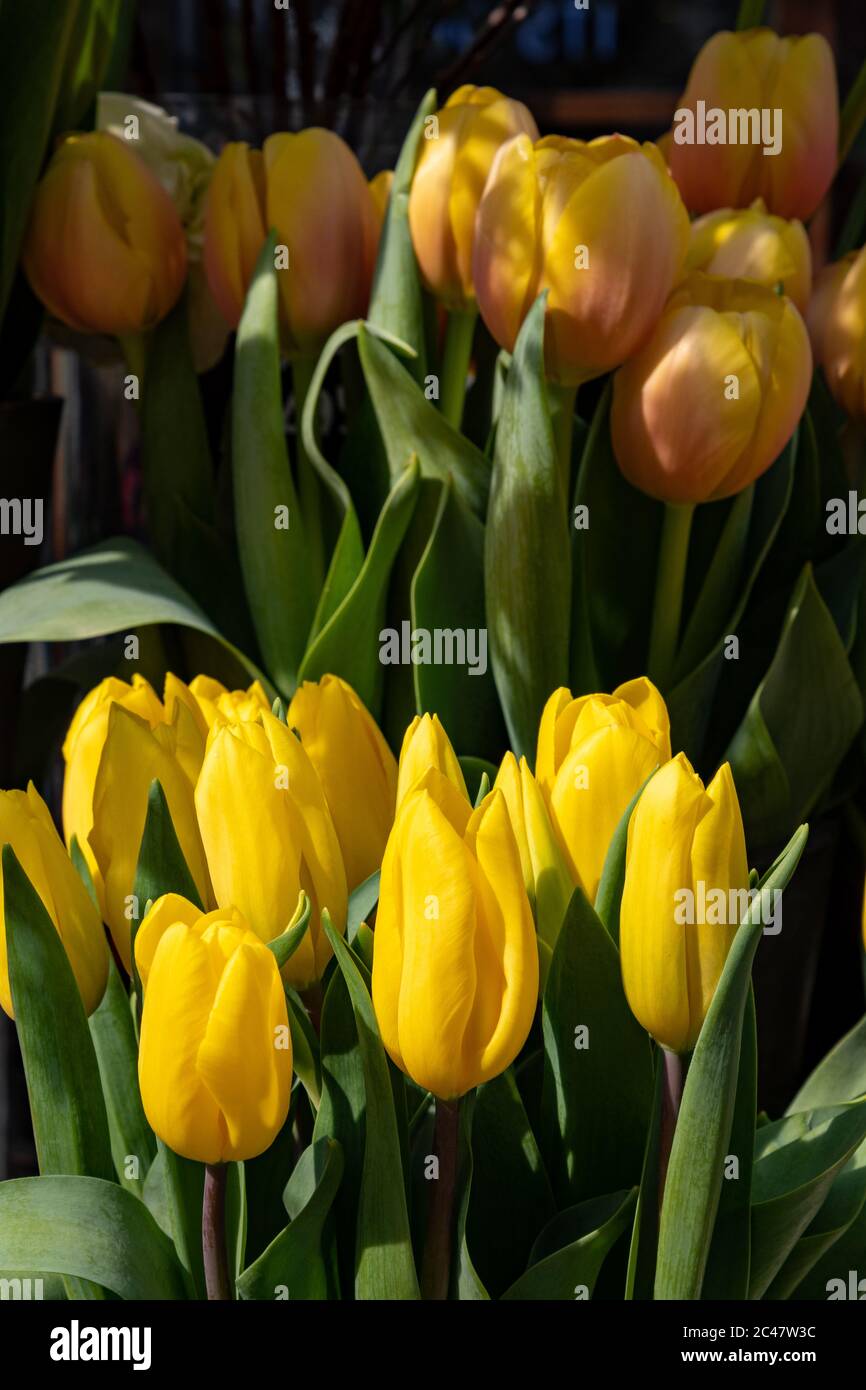 Primo piano su bei tulipani gialli in fiore. Presente per la celebrazione, rilassante decorazione della casa. Foto Stock