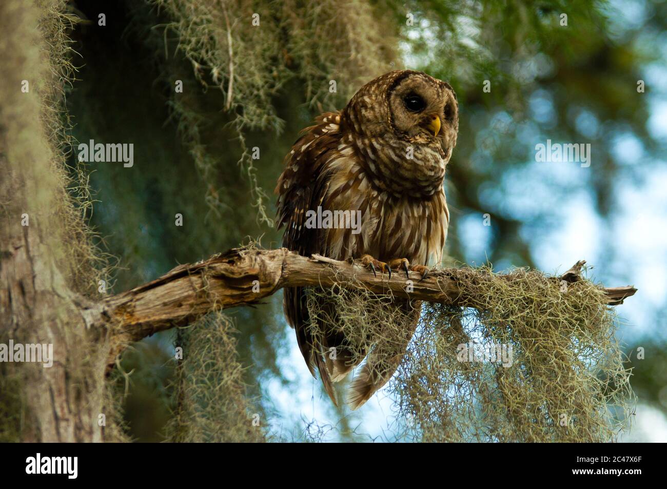 Primo piano immagine di Barred OWL, arroccato sul ramo, South Carolina paludi Foto Stock