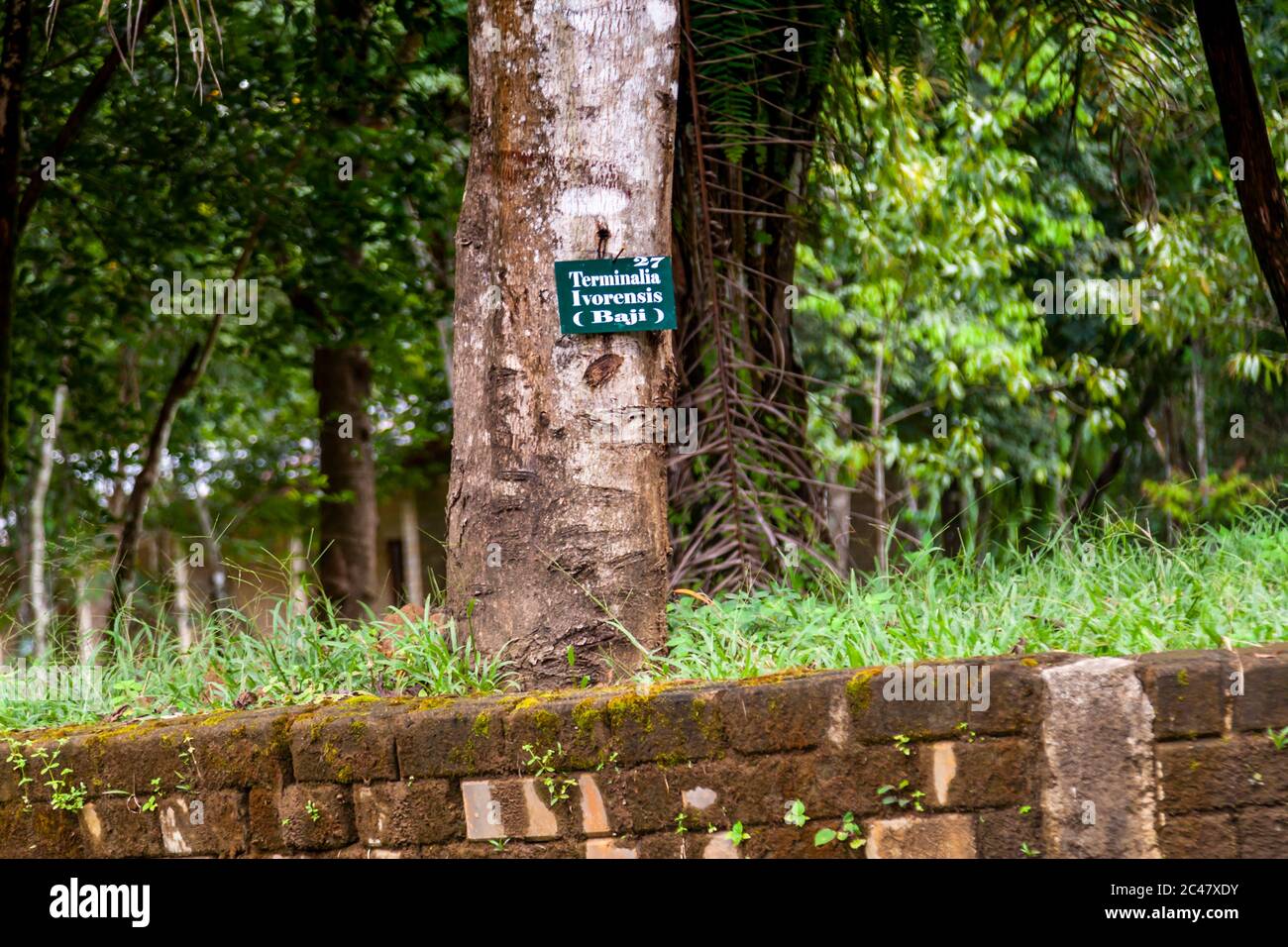 Terminalia Ivorensis (Baji), Sierra Leone Foto Stock