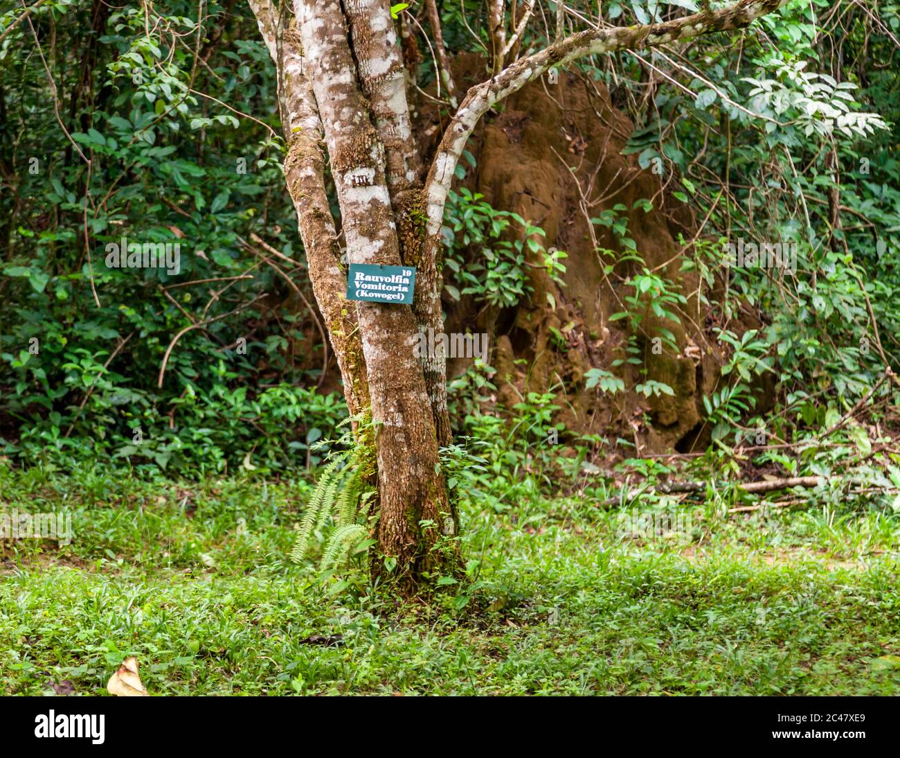 Rauvolfia vomitoria (Kowogei), Sierra Leone Foto Stock
