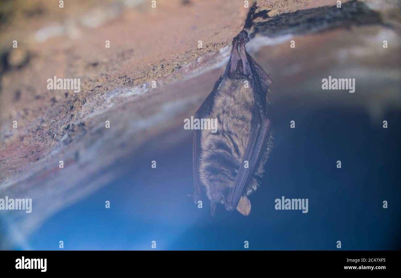 Primo piano su strano animale il pipistrello di Geoffroy Myotis emarginatus appeso capovolto sulla parte superiore di freddo mattone arcuato cantina in movimento risvegliato subito dopo ibernatina Foto Stock