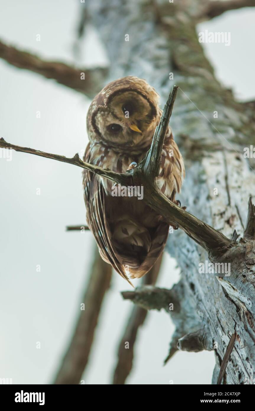 Primo piano immagine di Barred OWL, arroccato sul ramo, South Carolina paludi Foto Stock
