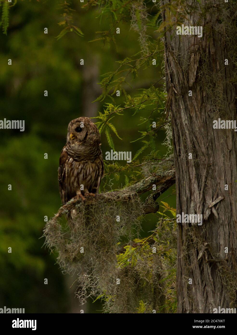Primo piano immagine di Barred OWL, arroccato sul ramo, South Carolina paludi Foto Stock