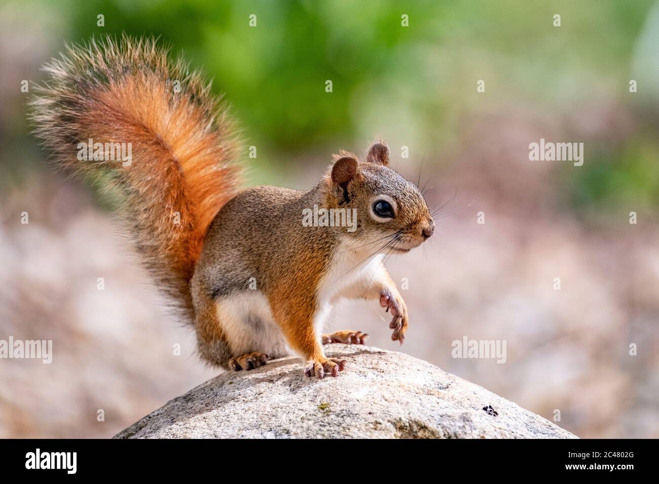 Uno scoiattolo rosso si impaventa su una roccia Foto Stock