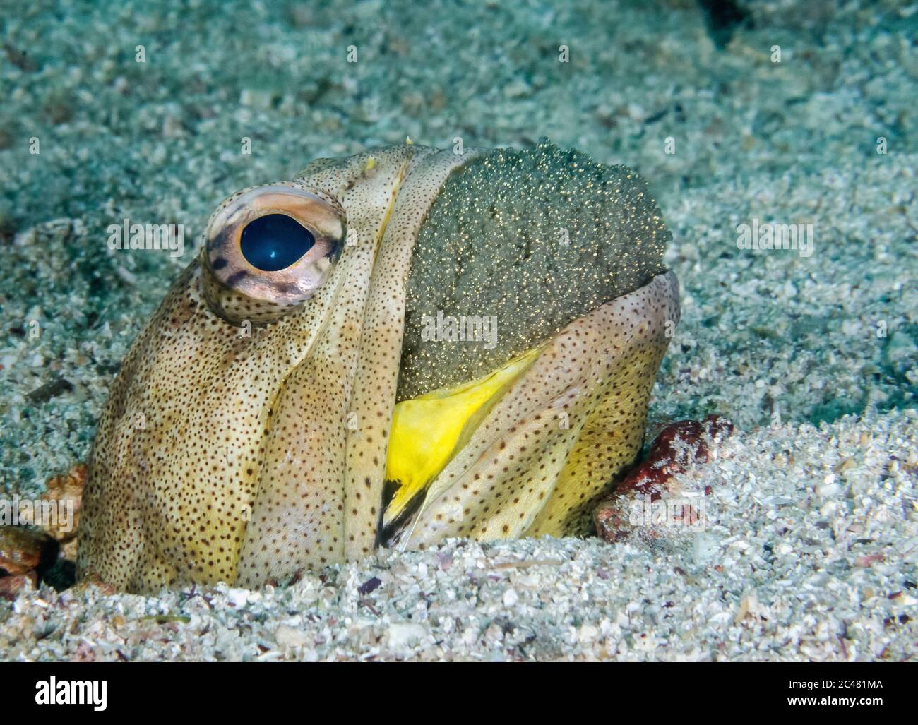 Pesce spada macinato, Opistognathus punctatus, maschio, uova da boccaglio, Messico, Golfo della California, Mare di Cortez, Oceano Pacifico Foto Stock